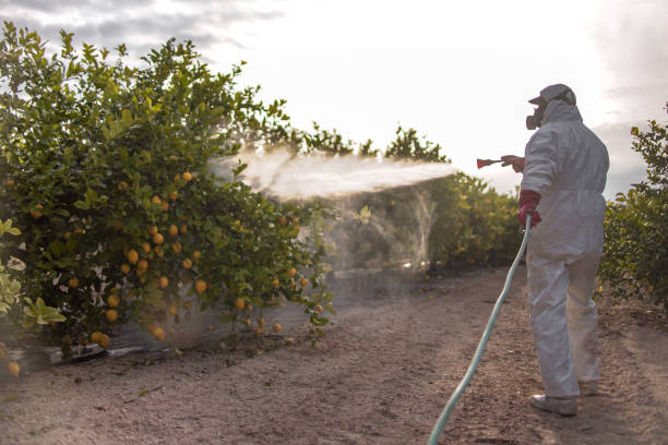 Best Termite Control Services  in Princeton Junction, NJ