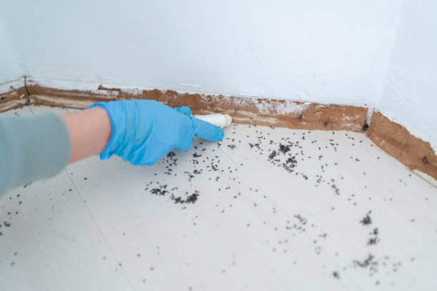 Best Wasp Removal Services  in Princeton Junction, NJ